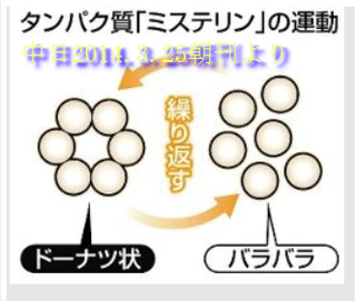 ミステリンの挙動