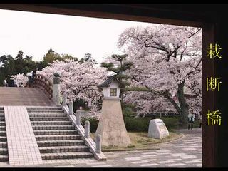 金助桜