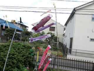 Koinobori04