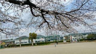 高雄公園桜